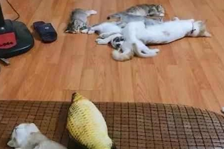 网友下班回家,打开风扇后,9只猫咪的反应让她笑喷 网友下班回家,打开风扇后,9只猫咪的反应让她笑喷