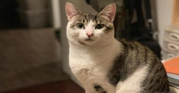 养猫就要养公猫，好处有5个，养了不后悔 