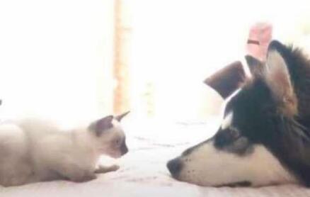 新带回家的猫咪被二哈盯上,接下来的画面主人都害羞的捂住了脸 新带回家的猫咪被二哈盯上,接下来的画面主人都害羞的捂住了脸