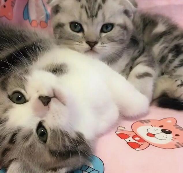 小奶猫伸爪召唤主人,主人正高兴接住,下一秒却尴尬了! 小奶猫伸爪召唤主人,主人正高兴接住,下一秒却尴尬了!