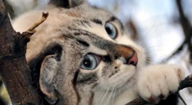 宠物猫健康自查终极指南：用正确的方法还需要专业的体检！(图3)