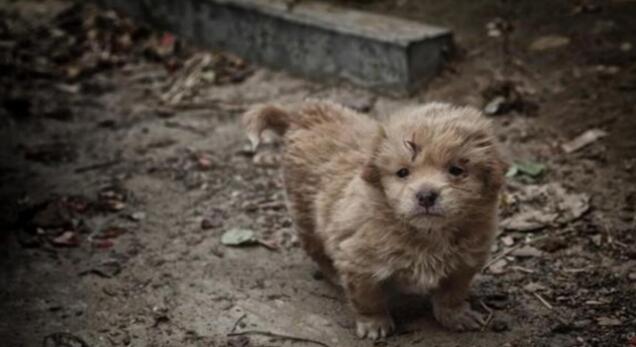 中华田园犬躲在垃圾堆里,畏畏缩缩十分害怕 中华田园犬躲在垃圾堆里,畏畏缩缩十分害怕