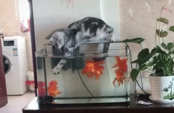 家里的金鱼莫名死去，以为饲养不当，看到这画面，才知道是谋杀