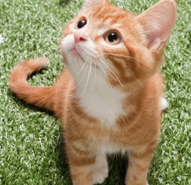 最漂亮的星辰海洋，就在猫咪眼睛里面，简直美哭了