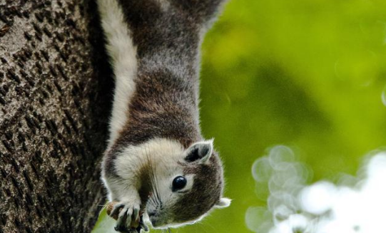 白背松鼠的科普小知识速来收藏