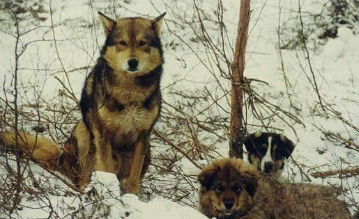 隐秘在东北大山中的犬类，中国仅有的护山犬
