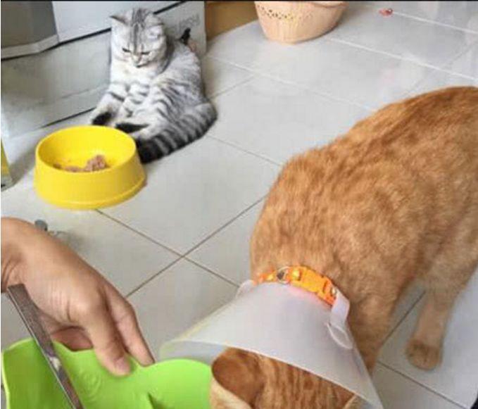铲屎官给生病的橘猫加餐, 灰猫看到后, 受到打击的它这样做! 铲屎官给生病的橘猫加餐, 灰猫看到后, 受到打击的它这样做!
