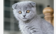 墨尔本东区实施“猫咪宵禁”:宠物猫不能私自离家 违者重罚 墨尔本东区实施“猫咪宵禁”:宠物猫不能私自离家 违者重罚