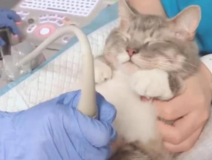 怀孕猫咪照B超，紧张又不敢乱动的样子萌坏了是男娃还是女娃