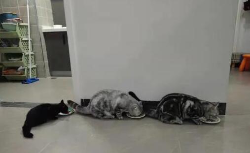 女子被宠物猫咬伤险些截肢，医生提醒：三伏天不要“逗狗撸猫”