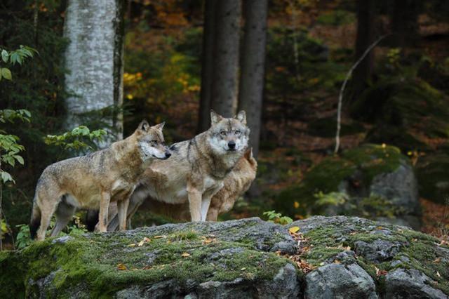 3只灰狼现身黑龙江，没找到猎物就围攻小狗，被石头砸中也不松口