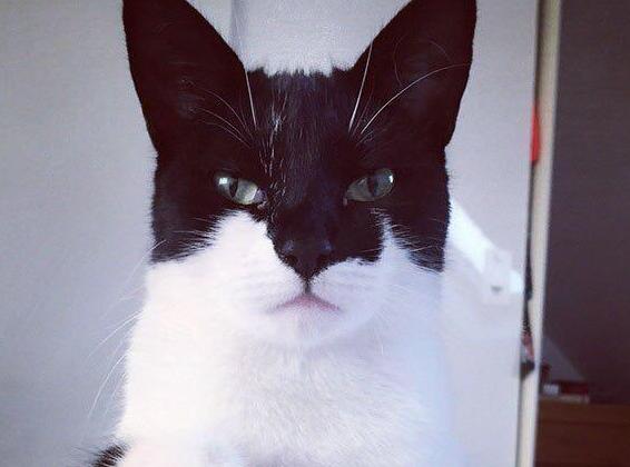 漂亮的猫大同小异,“特色”的猫万里挑一,丑猫也有人爱! 漂亮的猫大同小异,“特色”的猫万里挑一,丑猫也有人爱!