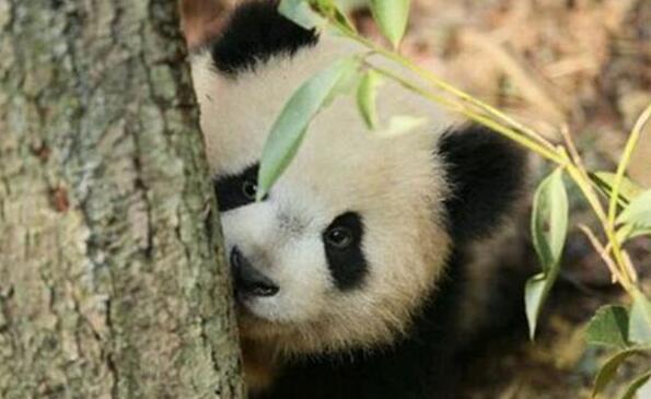 熊猫宝宝挑战爬树,呆萌样子萌翻众人,网友:这熊猫是成精了吧 熊猫宝宝挑战爬树,呆萌样子萌翻众人,网友:这熊猫是成精了吧