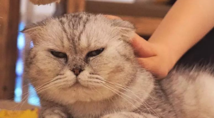 试养猫咪,这家撸猫咖啡馆让顾客有“后悔药”可吃 试养猫咪,这家撸猫咖啡馆让顾客有“后悔药”可吃
