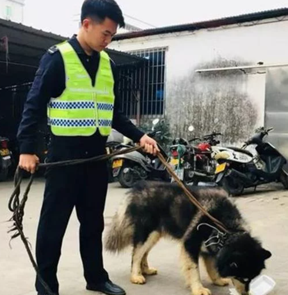 警察发现了只走丢的阿拉斯加,没想狗狗是个大胃王,差点吃穷自己4 警察发现了只走丢的阿拉斯加,没想狗狗是个大胃王,差点吃穷自己4