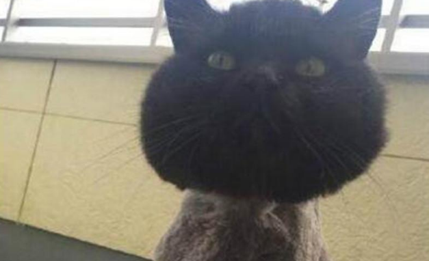 6000元买的猫咪，本来走的是霸道总裁路线，现在白送都没人要 