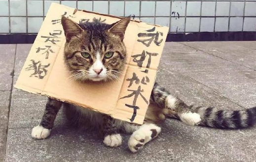 猫咪出门总打架,主人想出妙招给猫带了耻辱框 猫咪出门总打架,主人想出妙招给猫带了耻辱框