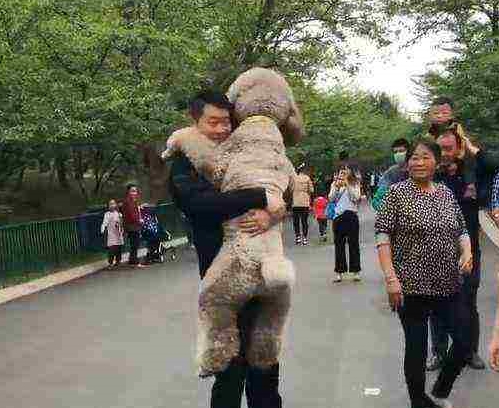 带泰迪去公园遛弯,路人纷纷围观,直呼:这是真狗吗? 带泰迪去公园遛弯,路人纷纷围观,直呼:这是真狗吗?