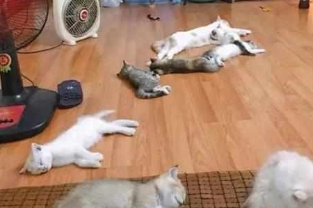 网友下班回家,打开风扇后,9只猫咪的反应让她笑喷 网友下班回家,打开风扇后,9只猫咪的反应让她笑喷