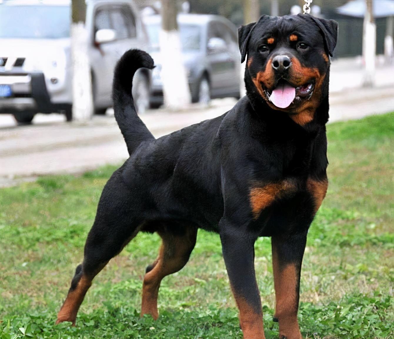 全世界公认5大“出色警犬”,中国犬种榜上有名 全世界公认5大“出色警犬”,中国犬种榜上有名
