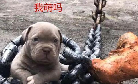 狗子身上拴着铁链和石头,本以为是虐待,了解情况后不知该不该气 狗子身上拴着铁链和石头,本以为是虐待,了解情况后不知该不该气