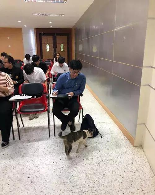 一只流浪猫闯进教室，霸占了一个座位倒头就睡