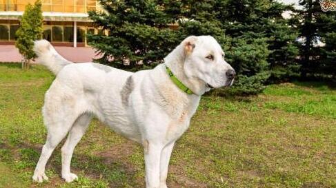 冰島牧羊犬多少錢,十大最忠誠的狗排名,挪威牧羊犬適合家養嗎