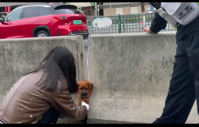 狗被卡在马路中间隔离板上，被女孩救后没感谢