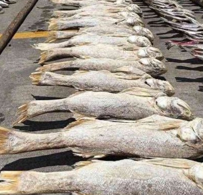 8只公猫排队等待绝育,对要发生的事一无所知,这悲惨的命运啊 8只公猫排队等待绝育,对要发生的事一无所知,这悲惨的命运啊