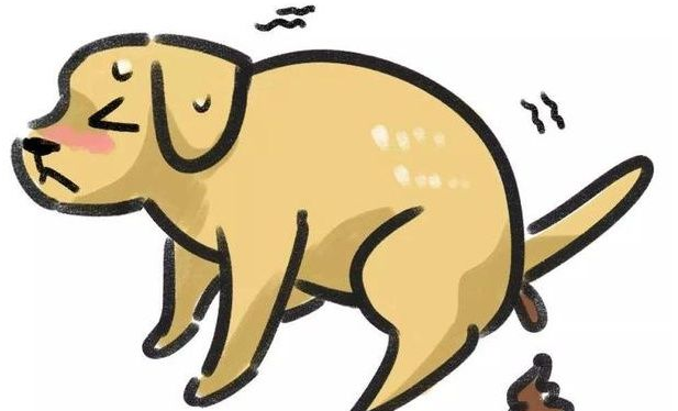 狗“粑粑”好，狗子身体就好！这是真的吗？