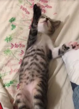 小猫玩到一半“断电”睡着，爪子还举着，十分钟后醒来继续玩