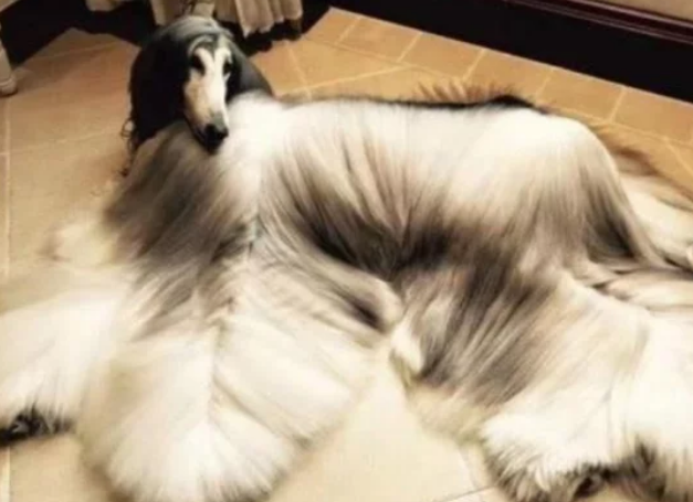 为什么国内禁止饲养“阿富汗犬”，看完你还敢养吗？