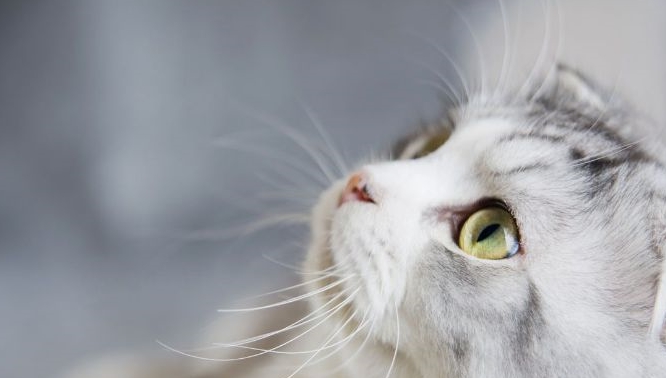 猫咪出去浪竟怀孕，生下的猫宝宝让人惊喜