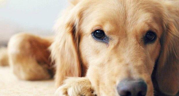 无攻击性的犬类排行榜进军前三!温顺打死也不咬人!你信吗? 无攻击性的犬类排行榜进军前三!温顺打死也不咬人!你信吗?