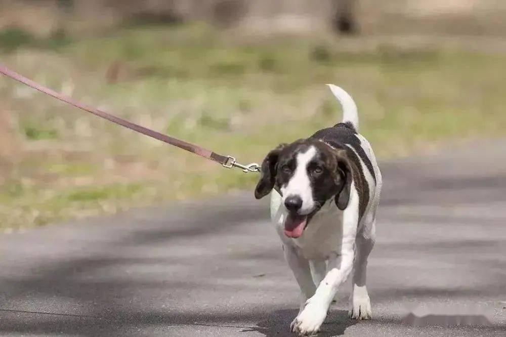 增城一街坊遛狗不牵绳致人骨折！爱犬“惹祸”谁担责？