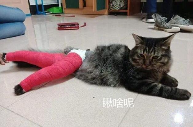 男子送骨折猫咪去医院，看着医生给它包好的腿，既心疼又不忍想笑
