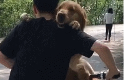 金毛耍赖不走，被扛着走却露出得逞微笑，主人：居然被狗骗了！