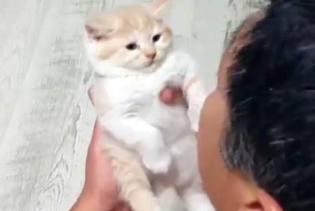 那个说着把猫带回家就跟猫一起滚蛋的老爸竟然对猫做出这种事 