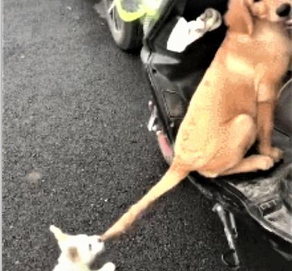 金毛和小狗争宠，率先跳摩托车，小狗的举动让主人笑出眼泪