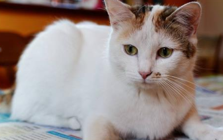 猫咪也会拆家?宠主要收好这3样东西,小心喵星人蠢蠢欲动