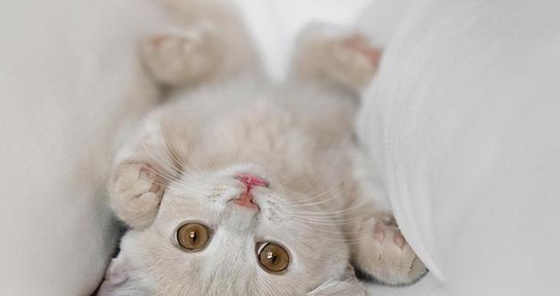 想要猫咪毛发亮泽，来试试这些办法吧！ 