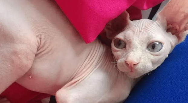 这些猫咪的饲养难度较高,在下决心之前千万要考虑清楚。 这些猫咪的饲养难度较高,在下决心之前千万要考虑清楚。
