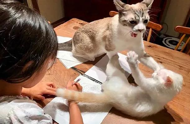 铲屎官让猫咪监督女儿画画，猫咪却开始打架，女儿：我太难了 