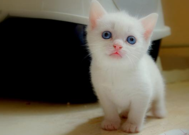 小猫咪能有什么坏心思呢?“撸猫”需谨慎,当心“猫抓病”! 小猫咪能有什么坏心思呢?“撸猫”需谨慎,当心“猫抓病”!
