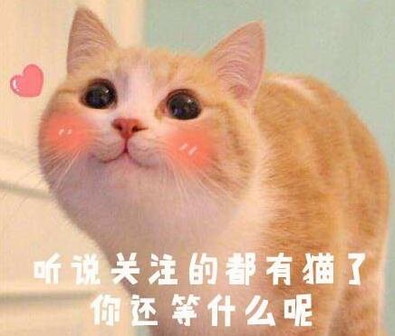 无巧不成书，失踪五年的猫咪，其实一直生活在铲屎官隔壁