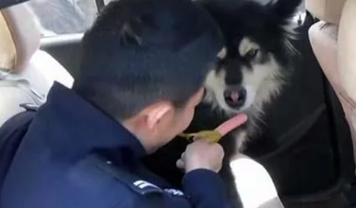 警察发现了只走丢的阿拉斯加,没想狗狗是个大胃王,差点吃穷自己3 警察发现了只走丢的阿拉斯加,没想狗狗是个大胃王,差点吃穷自己3
