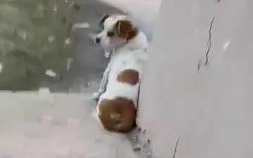小狗被困河床五天，义工冒险救出，周围人称：它是被故意扔下去的……