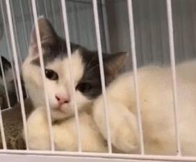 小猫咪搔首弄姿，猫：我美吗？网友：我竟然被一只猫撩到了