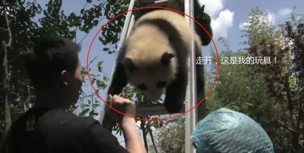 熊猫捣乱被抓，屡次攻击奶妈失败，下一秒引发全场哄笑！
