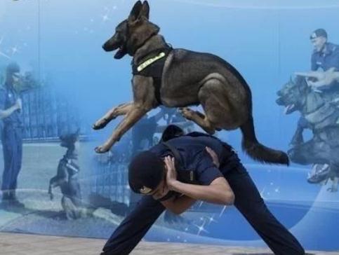中国正在征用的5种军警犬,每一只都是保家卫国的能手! 中国正在征用的5种军警犬,每一只都是保家卫国的能手!